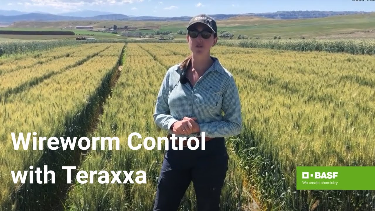 Understanding the Reddy Anna ID: Its Purpose, Benefits, and Role in Community Development